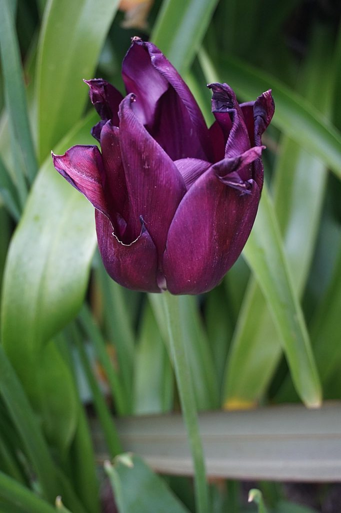 fleur, flore, la nature, fleur, fleur, fleur, fleur, fleur, flore, la nature