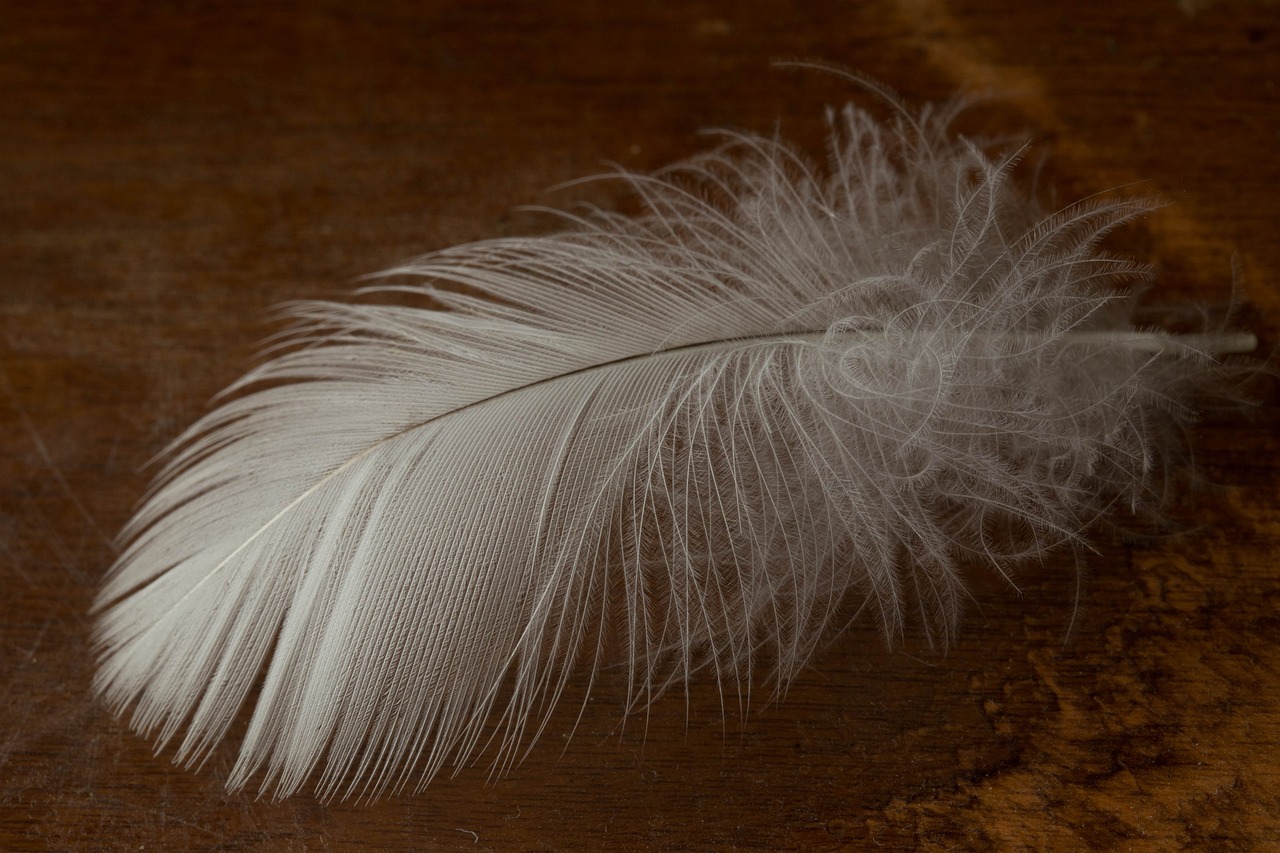 feather, plume, quill, nature, bird, plume, plume, plume, plume, plume, quill, quill