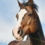 quarter horse, horse head, pferdeportrait, brown, horse, quarter-horse, nature, heaven