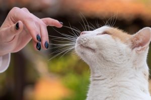 cat, hand, touching, whiskers, animal, feline, human, connection, pet, nature, trust, curiosity