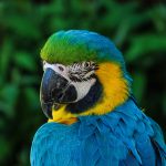 Close-up of a colorful blue and yellow macaw in natural setting, showcasing exquisite feather detail.