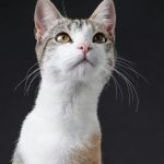 A close-up portrait of a cute cat with striking eyes and whiskers.