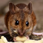 Adorable close-up of a brown mouse nibbling on peanuts with big button eyes and soft whiskers.