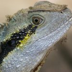 Detailed macro shot of a vibrant lizard showcasing scaly textures and natural colors.