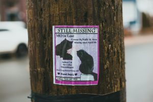 A missing cat poster on a utility pole in a city setting, featuring a blurred background.