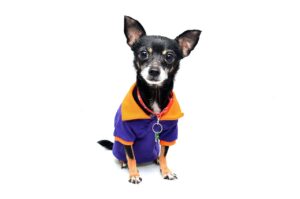 vieillissement, animaux, chien, chat, lapins, cheval
