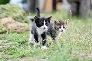 chat