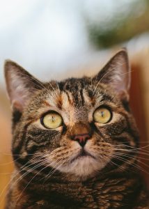CHAT