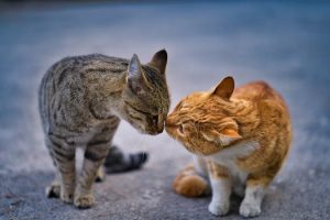 chat cohabitation